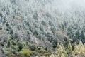 High mountain slope with snowy spruce forest, Huanglong, China Royalty Free Stock Photo